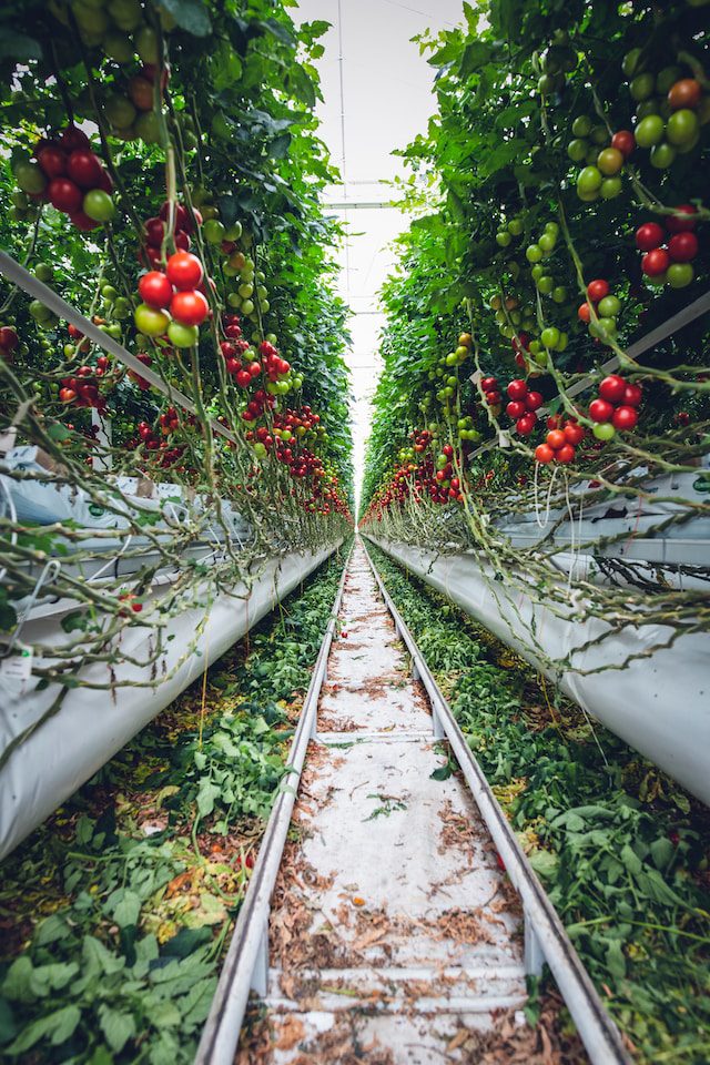 dikey tarım domates