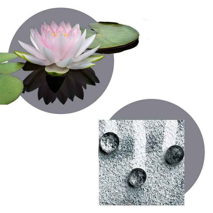 biyotaklit örnekleri ve lotus bitkisi